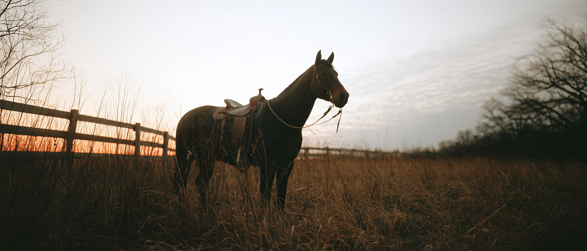 Le cheval – Western Riding Co.